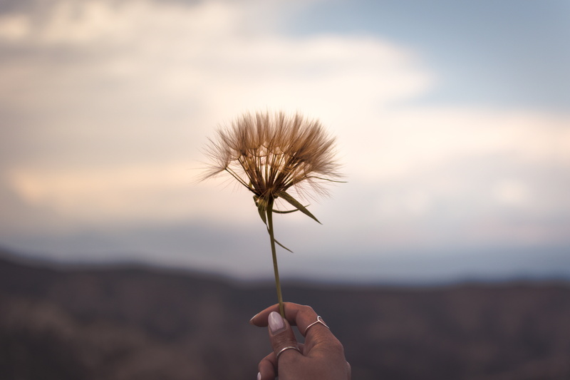 people, dandelion seed, 5K, field, plant, plant stem, human body part, one person, fragility, nature, focus on foreground, finger, hand, desert, flower head