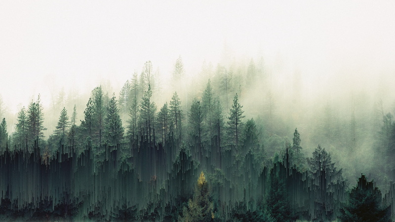 1080P, forest, pixel Sorting, mist, Trees