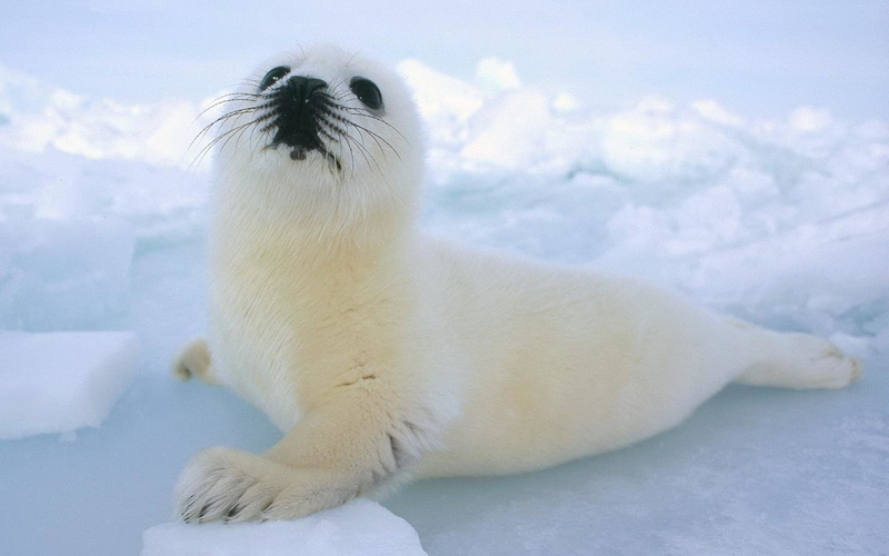 Harp Seal, Seal, Animal, 1080P