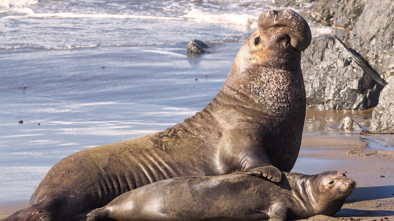 1080P, animals, baby animals, seals