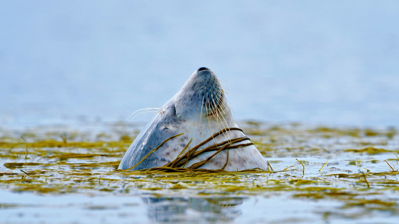 seals, 1080P, animals, nature