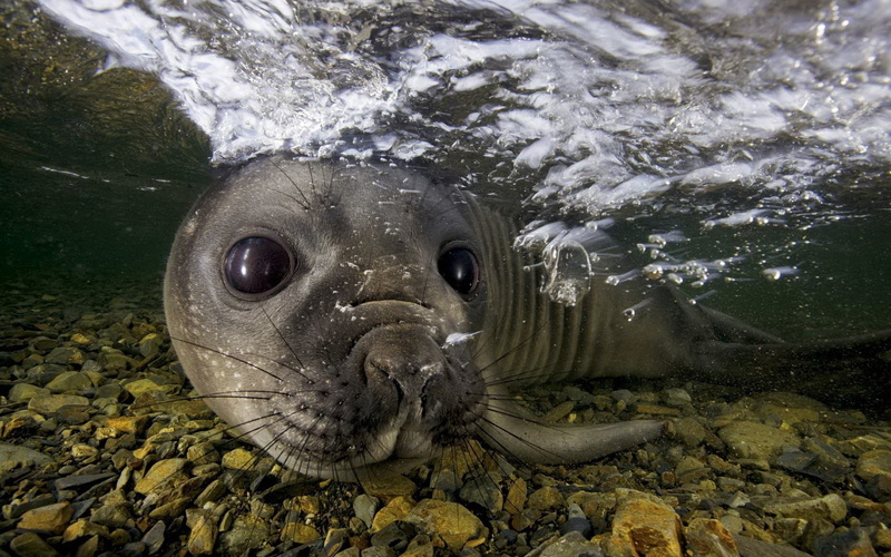 1080P, seals, nature, animals, underwater