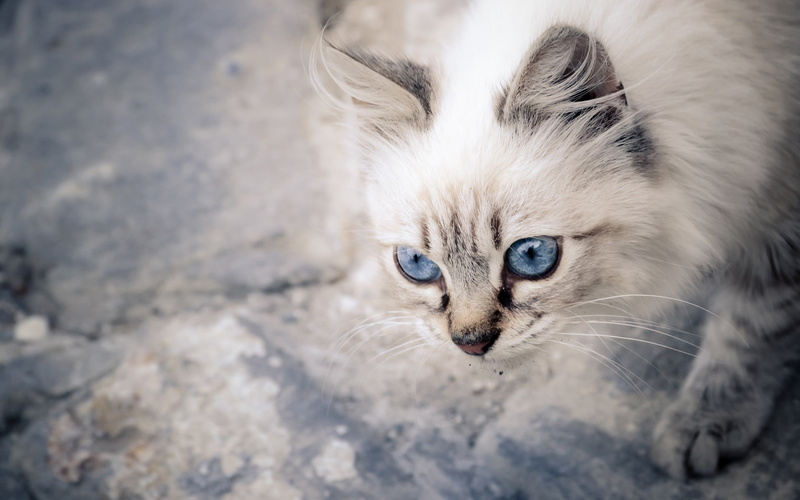 animals, animal themes, cat, whisker, no people, eye, kitten, vertebrate, pets, feline, animal, animal body part, one animal, domestic, portrait, looking at camera