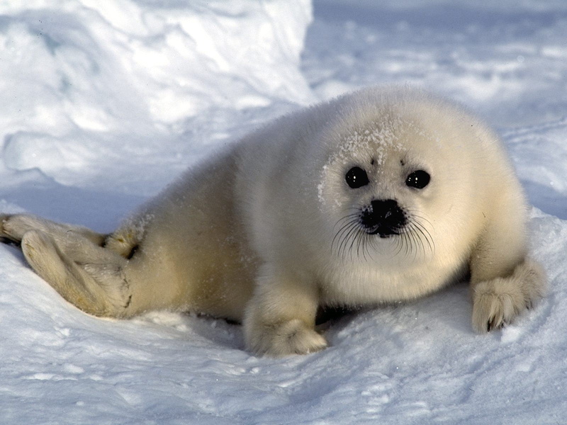 snow, 720P, seals, looking at viewer, baby animals, animals