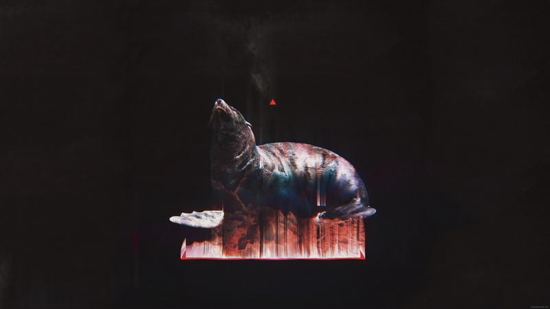 black, animals, 4K, glitch art, seals, abstract