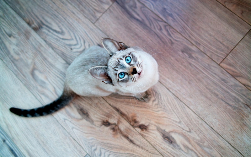 1080P, animals, Siamois Seal Tabby, cat, blue eyes, looking up, wooden surface