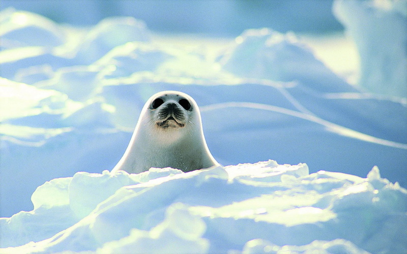 earth, harp, cute, 1080P, seal