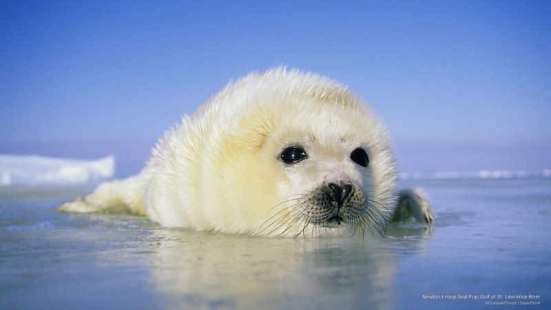 Animals, gulf, lawrence, st, river, seal, pup, 2K, newborn, harp
