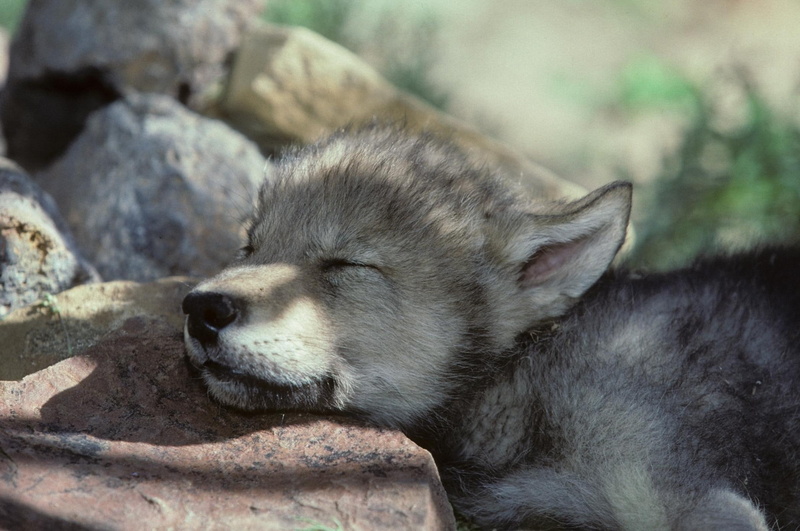 1080P, sweet, animal, pup, sleeping, wolf, animals, young