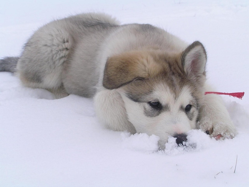 cute, pup, animals, 1080P, beauty, sweet, young, husky, snow