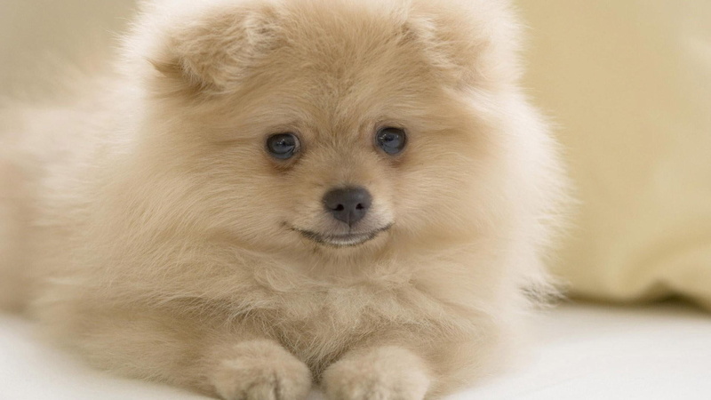 pom, 1080P, cute, animal, pup, puppy, animals