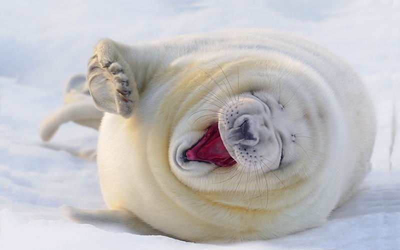 winter, 2K, animals, nature, baby animals, snow, seals