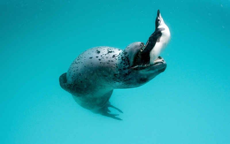 swimming Animal, water, mammal, galapagos Islands, wildlife, pacific Ocean, underwater, hunting, no people, animals in the wild, mouth open, seal, marine
