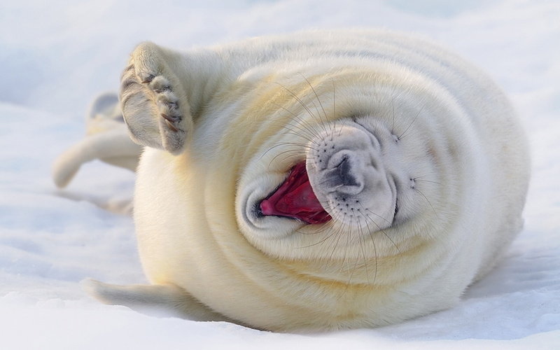 Snow, Happy, Seal, 1080P