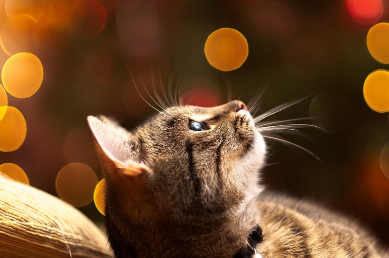 young Animal, domestic Animals, animal, pets, laying, tabby, domestic Cat, bokeh, brown, whisker, close-up, mammal, cat, one Animal, digital composite