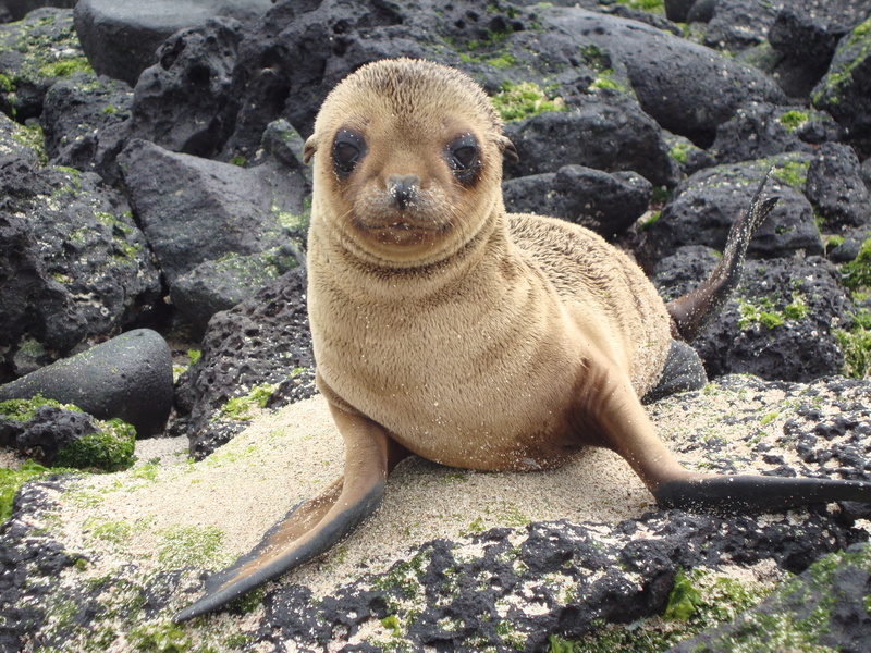 animal themes, animal, cute, solid, africa, sea Lion, 4K, outdoors, animal wildlife, brown, sea, close-up, mammal, beach, nature, seal - Animal, rock