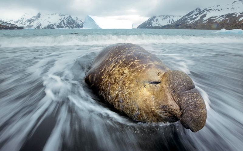 animal themes, rock - Object, coast, gray, animals in the wild, cold, water, large, nature, animal head, travel, seal, blue, no people, mountain, vertebrate
