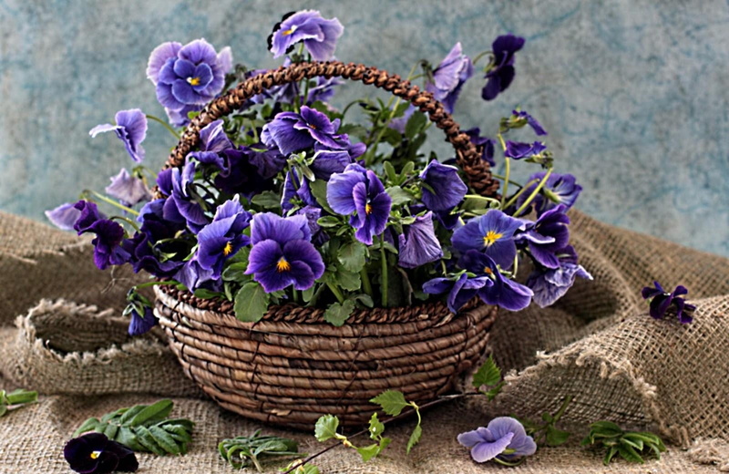 brown, fragility, violet, plant, 720P, healthy eating, wicker, flowering plant, leaves, wood - Material, botany, shopping, decoration, food, burlap, green Color