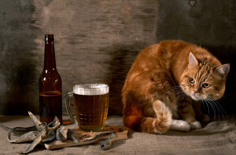 food, domestic Cat, household equipment, domestic, drinking Glass, bottle, tabby, drinking, pint glass, animal, refreshment, wood - Material, brown, suspicious