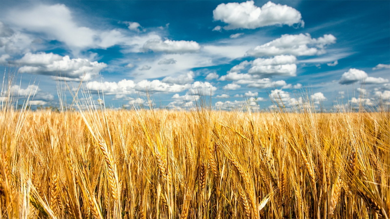 field, 1080P, landscape, wheat, outdoors, rural scene, sky, spikelets, nature, land, ripe, plants, crop, clouds, growth, no people, environment, beauty in nature