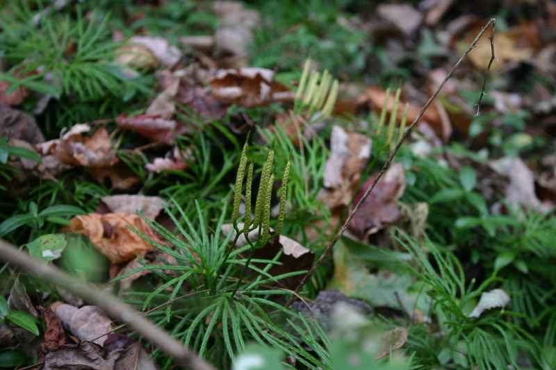 close-up, freshness, united states, fragility, forest, plants, selective focus, growth, outdoors, north carolina, leaf, 2K, land, beauty in nature, plant