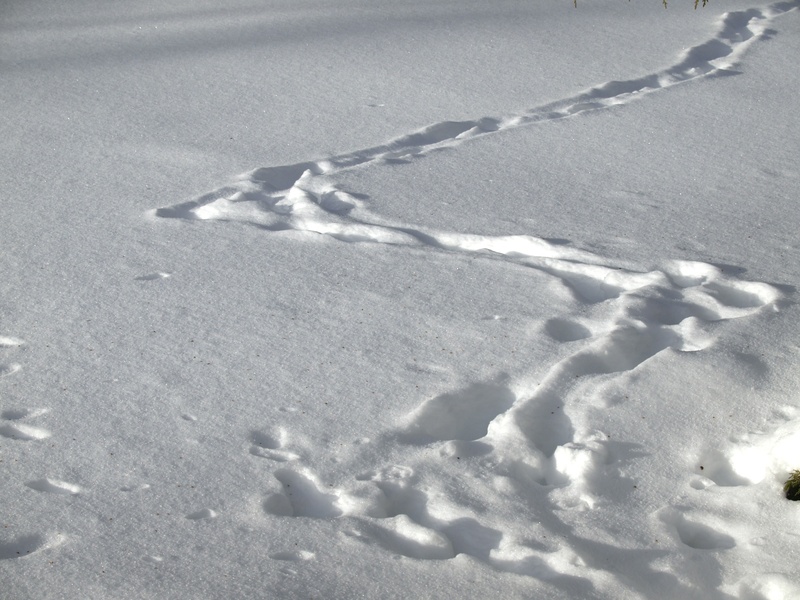 floor, seasons, cold temperature, marks, tranquility, white color, curved, high angle view, frost, tracks, temperatures, snowy, field, day, white, ground