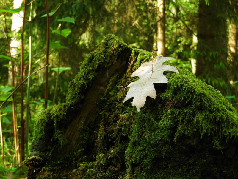tree trunk, foliage, moss covered, green, no people, growth, plant part, focus on foreground, day, rock, leaf, moss, 5K, land, lush foliage, tree, tranquility