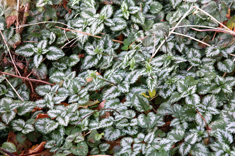 gold taubnessel, dead nettle, white, tranquility, leaf, lamium galeobdolon florentinum, beauty in nature, lamium galeobdolon, ground cover, leaves, real galeobdolon