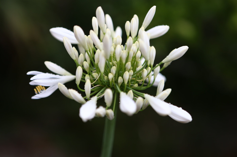 close-up, growth, edible løgblomst, inflorescence, focus on foreground, no people, spice, selective focus, white flower, blossom, springtime, ground cover