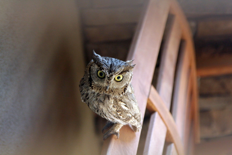 buildings, isolated, small, close-up, furniture, wooden, headboard, one animal, looking, cute, focus on foreground, bird of prey, no people, stares, animal wildlife