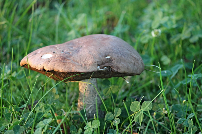 close-up, old, vegetable, animals in the wild, leathery, outdoors, 4K, nature, beauty in nature, eye, animal wildlife, grass, green, no people, meadow