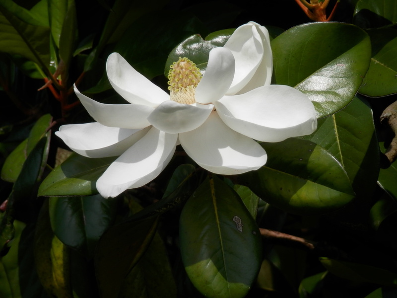 magnolia grandiflora, outdoors, inflorescence, plant, vulnerability, flower, white, flower Head, 4K, leaf, leafed, beauty in nature, green, tree, pollen