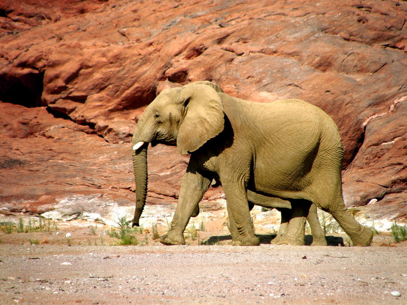 no people, walking, vertebrate, walking on, animal, sunlight, one animal, animals in the wild, cliffs, wild animal, rock, animal themes, land, profile view