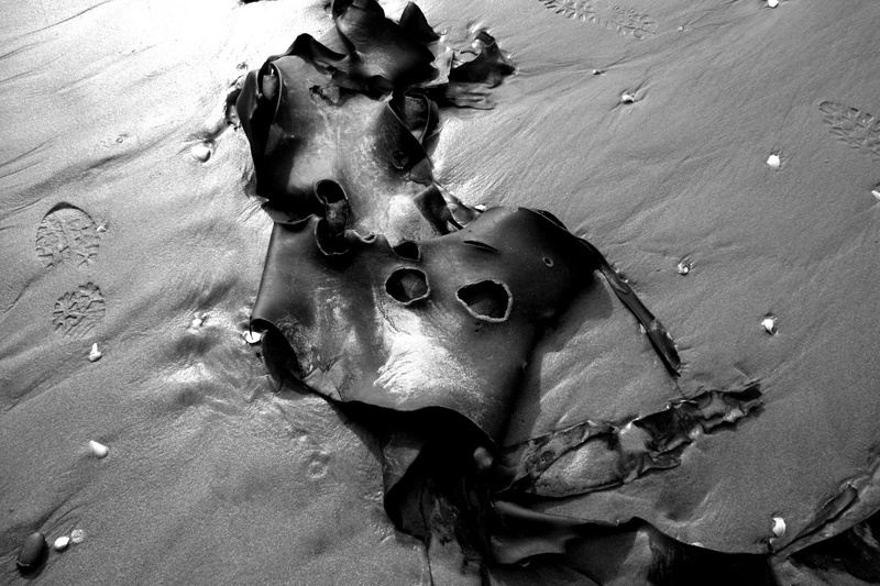 land, single object, water, close-up, outdoors, seaweed, kelp, human representation, mammal, art and craft, footprint, no people, statue, leathery, beach