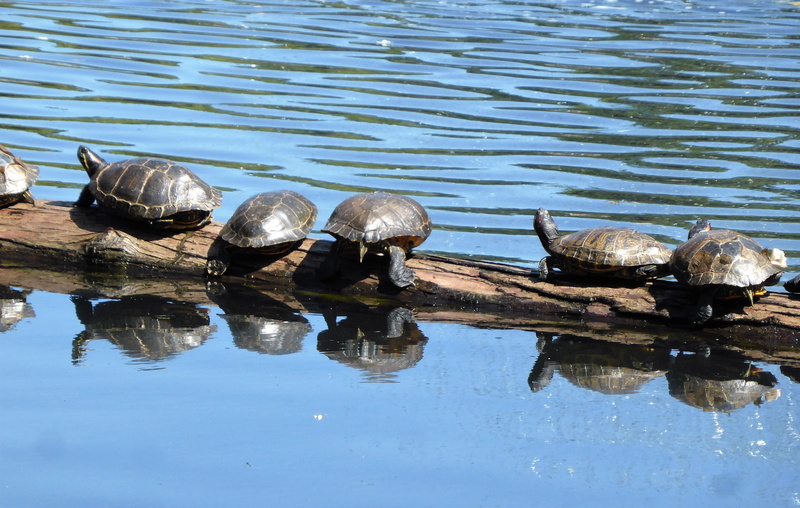 cold-blooded, animals in the wild, leathery, water, reptile, vertebrate, water animal, wood - material, group of animals, reflection, outdoors, animal wildlife