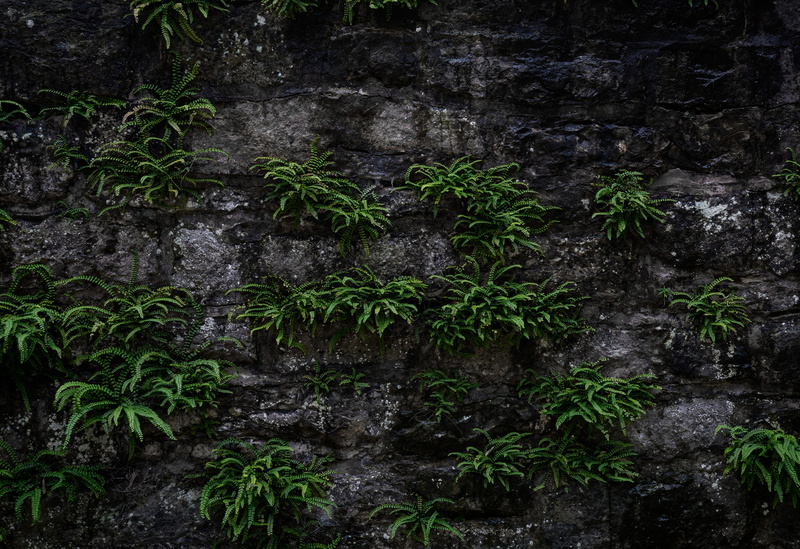 of course, background, quarry stone, forest, water, plant part, natural stone, beauty in nature, close-up, land, outdoors, masonry, grey, tranquility, nature