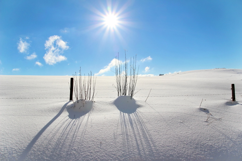 bush, climate, sand, snowfield, lens flare, tranquil scene, landscape, non-urban scene, day, white, cold - Temperature, snowy, back light, 5K, mountain