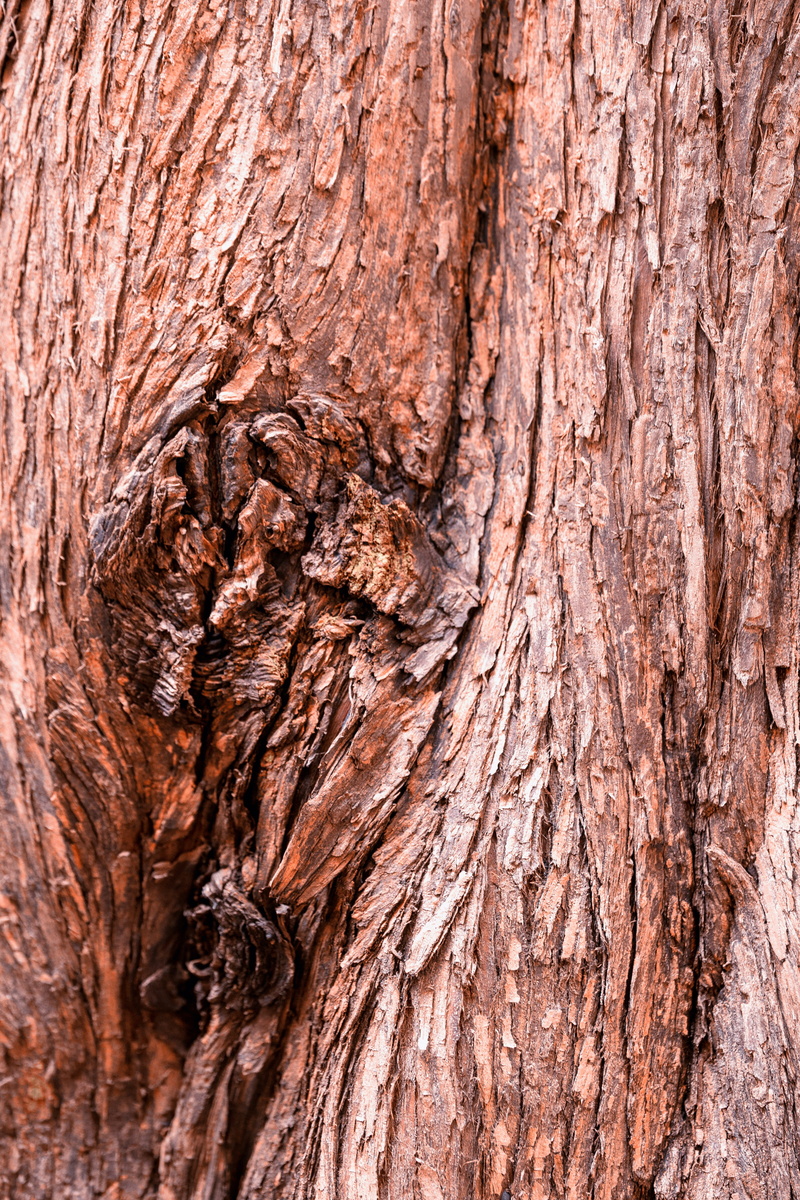 backgrounds, day, 5K, redwood, woods, plant, outdoors, rau, plant bark, brown, tree trunk, natural pattern, background, dry, full frame, close-up, no people