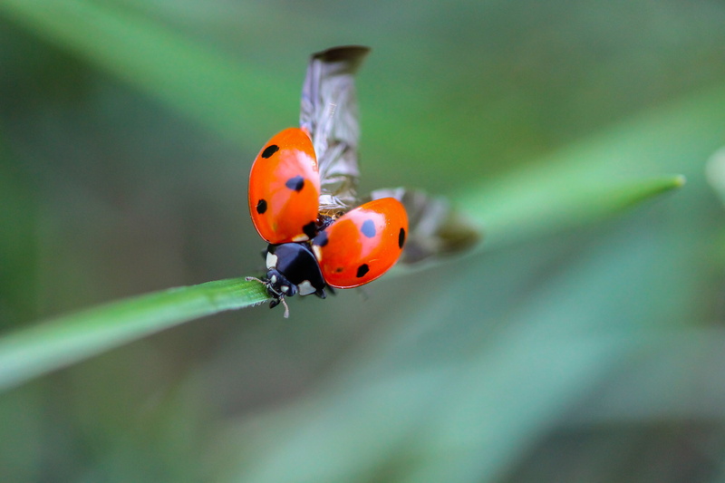 red, focus, plant, animals in the wild, insect, perch, beauty in nature, outdoors, beetle, close-up, selective, black, one animal, nature, animal themes
