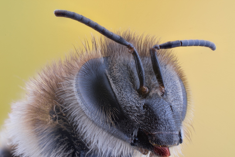 mammal, animal eye, domestic, white, natural, fly, studio shot, invertebrate, animal body part, animal hair, nature, close-up, spring, pets, macro, whisker
