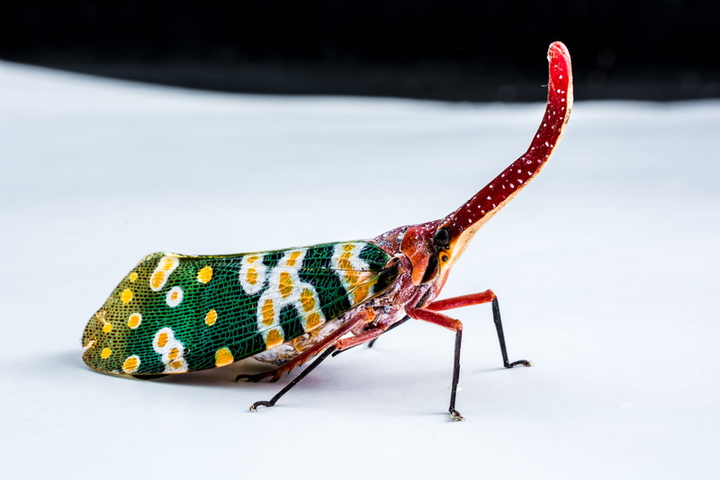 Cicada, insect, distributed, side view, snow, hemiptera, animal, close-up, butterfly - insect, animal body part, colorful, Fulgoromorpha, proboscis, invertebrate