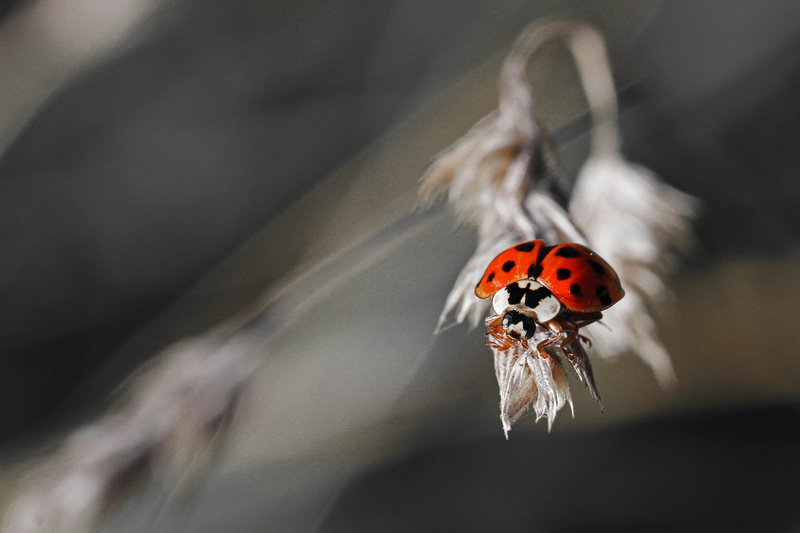 butterfly - insect, fragility, meadow, macro, black, one animal, forest, insect, animal themes, white, red, ladybug, beauty in nature, blades of grass