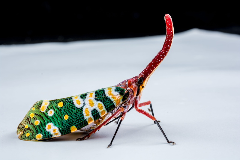 lantern carrier like, single object, punktaugen, no people, art and craft, red, insect, cold temperature, nature, white color, studio shot, winter, close