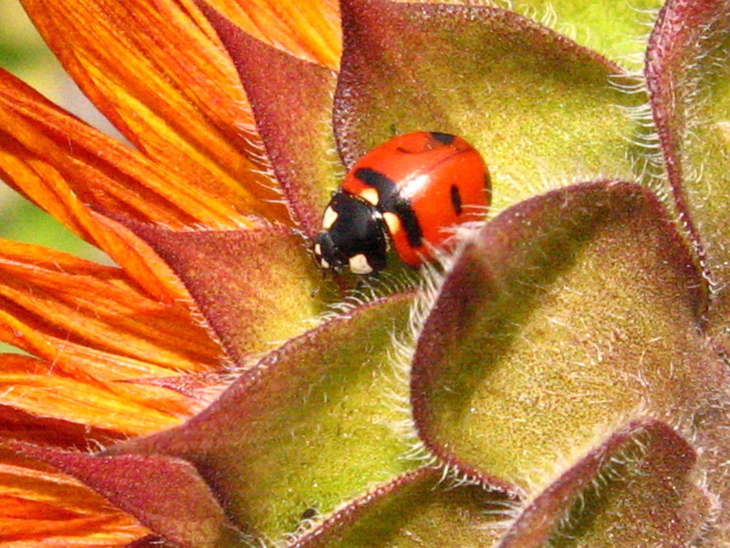 flowering plant, lady bug, flower, orange, vulnerability, insect, no people, pollen, macro, animals in the wild, fragility, flower head, beauty in nature