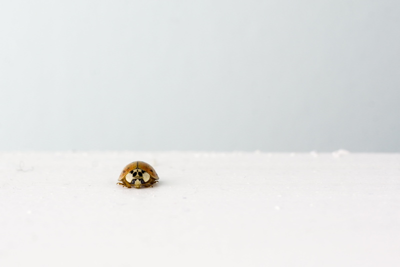 no people, 4K, small, pets, surface, animal, land, outdoors, copy space, nature, animals in the wild, one animal, winter, insect, selective focus, brown