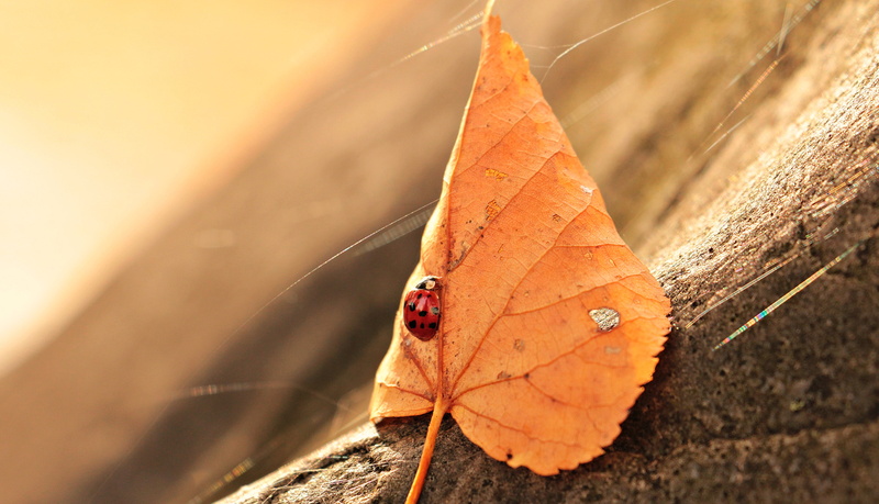 fall color, butterfly - insect, dried, leaves, close, orange color, beetle, depth, photo, background, atmospheric, yellow, dry, insect, autumn collection