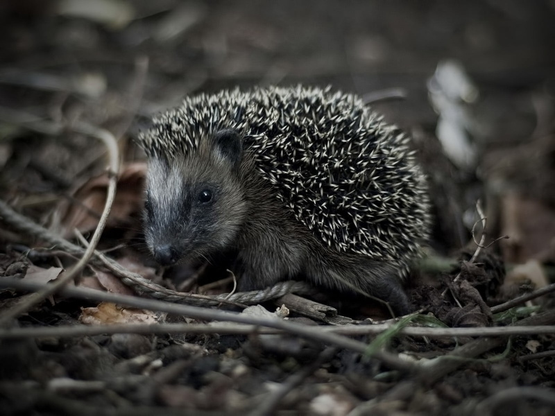 day, vertebrate, one animal, outdoors, selective focus, animals in the wild, animal wildlife, no people, land, cute, close-up, gray, young animal, 720P