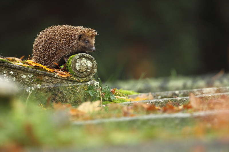 eating, urban, selective focus, one animal, no people, close-up, animals In The Wild, animal, looking, zoology, wildlife, monkey, brown, endangered Species