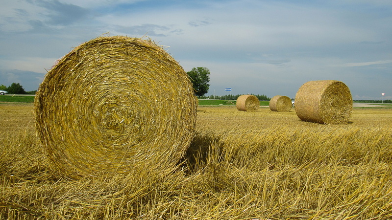 rural scene, beauty in nature, tranquil scene, july, sky, bale, belarus, harvesting, summer, tranquility, landscape, hay, grass, rolled up, land, agriculture