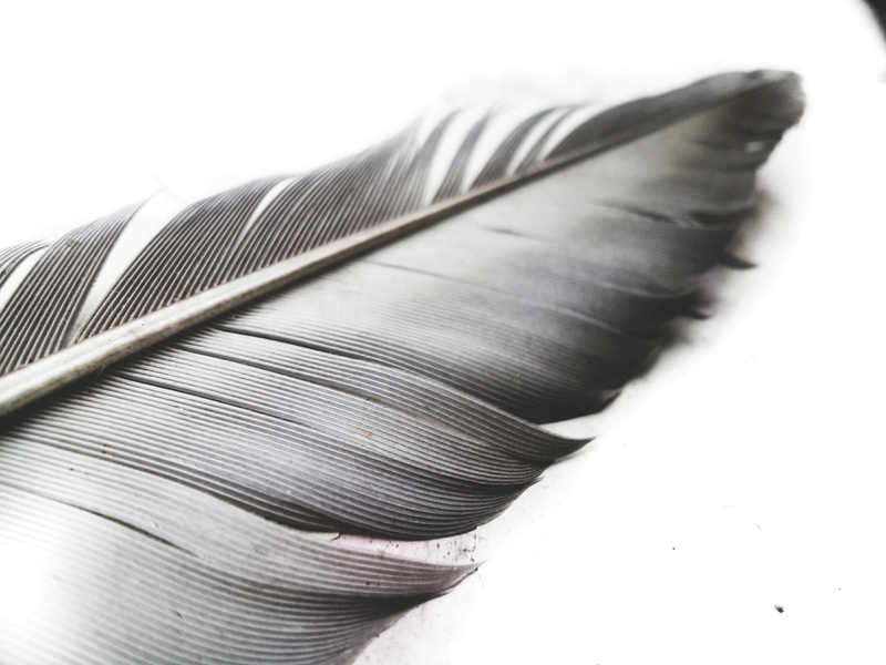 vulnerability, studio shot, no people, nature, softness, fragility, 2K, single object, close-up, grayscale, paper, still life, lightweight, feather, selective focus